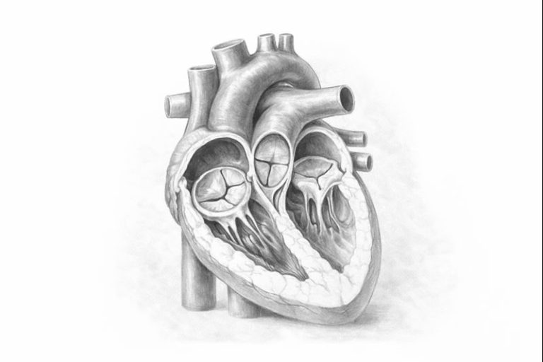 Kalp Kapak Hastalıkları